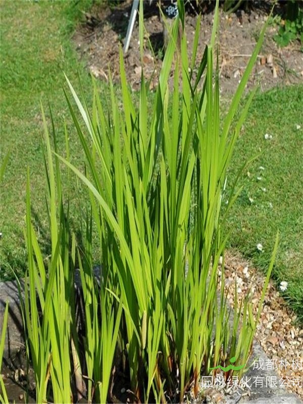 石菖蒲和水菖蒲哪个好？水菖蒲如何种植？