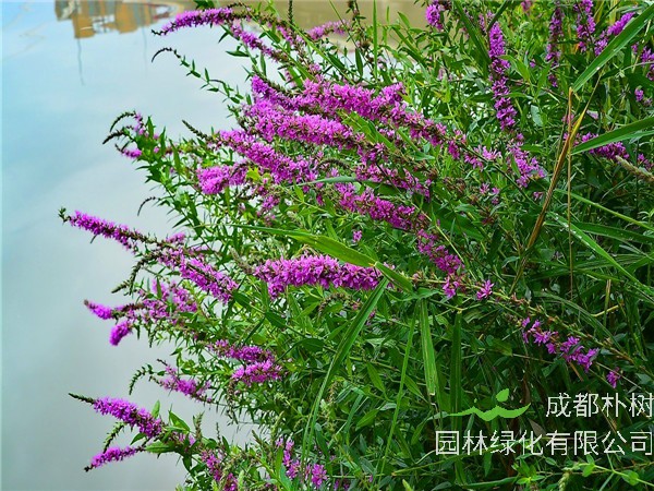 千屈菜是什么科？千屈菜什么时候开花？