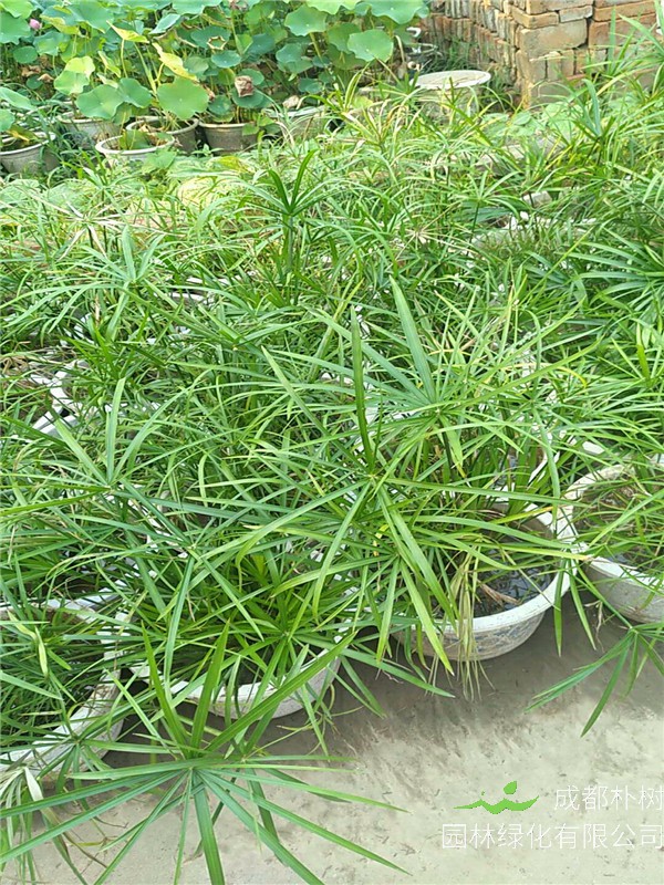 如何种植旱伞草？旱伞草如何修剪？