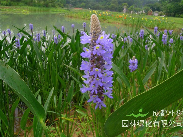 梭鱼草怎么种植？梭鱼草什么时候开花？