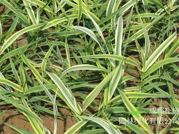 水葱功效有哪些？如何防治水葱？