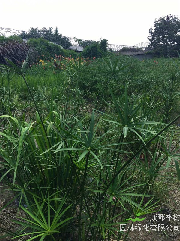 水竹如何？水竹有什么好处？