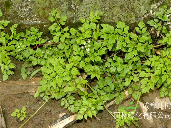 怎么种水芹？水芹多久成熟？