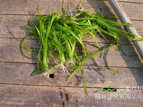 苦草是什么？苦草有什么作用？