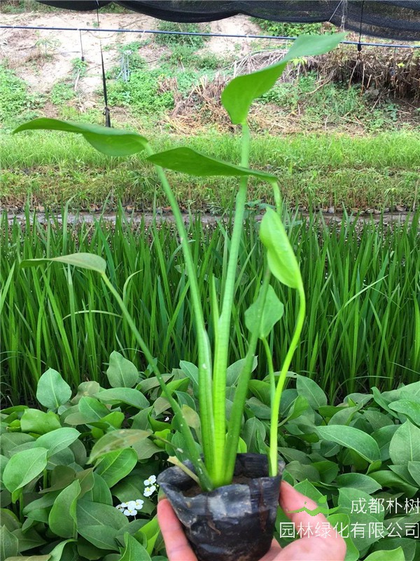 慈菇有哪些病害？慈菇有什么营养价值？