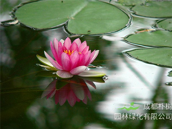 睡莲有哪些特点？睡莲品种有哪些？