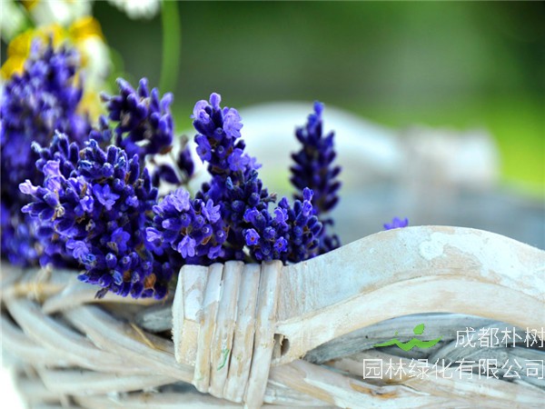 薰衣草代表什么？薰衣草什么颜色，有什么作用？
