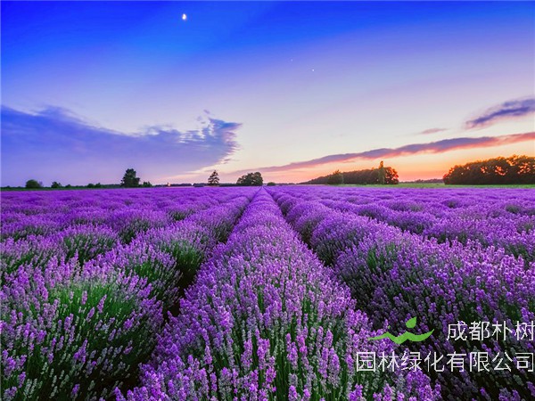 薰衣草代表什么？薰衣草什么颜色，有什么作用？