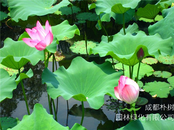 荷花为什么叫荷花？如何种植、养护荷花？