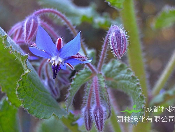 琉璃苣如何种植经济价值最高？