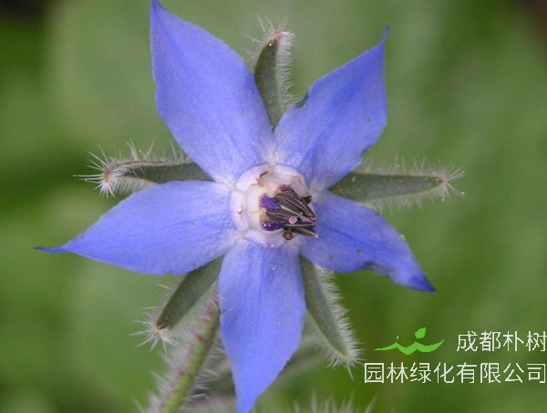 琉璃苣什么时候播种比较好？