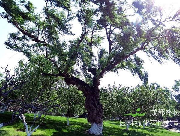 龙爪柳寓意和象征有哪些？