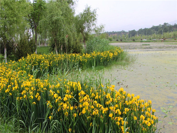 黄菖蒲和鸢尾什么区别？