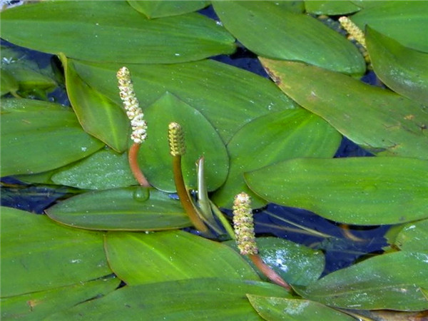 眼子菜如何种植？