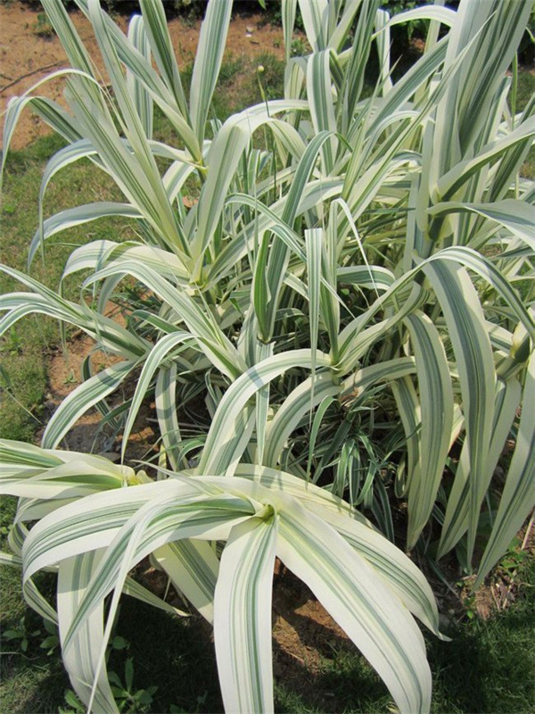 花叶芦竹什么时候开花？花叶芦竹怎么养？