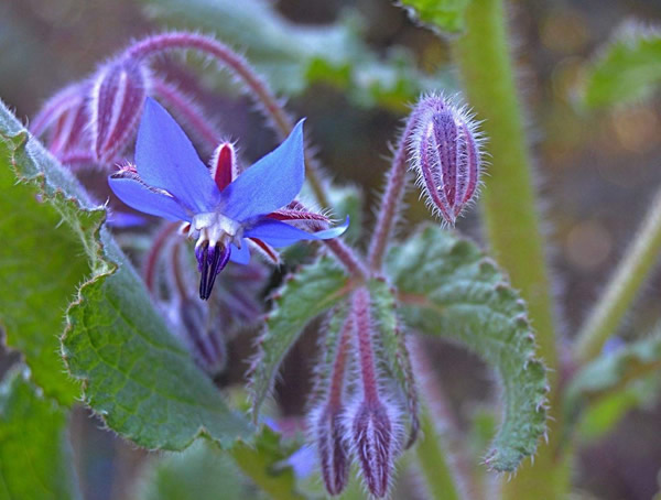 琉璃苣如何种植经济价值最高？
