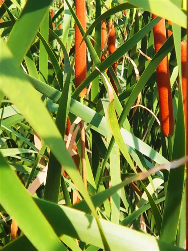 如何管理水烛？如何辨别香蒲和水烛？