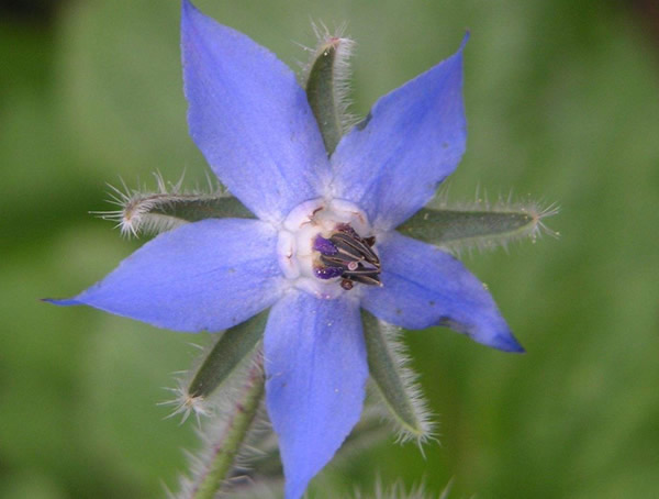 琉璃苣什么时候播种比较好？