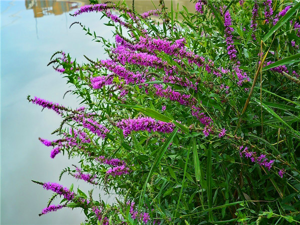 千屈菜是什么科？千屈菜什么时候开花？