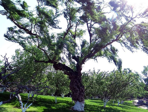 龙爪柳寓意和象征有哪些？