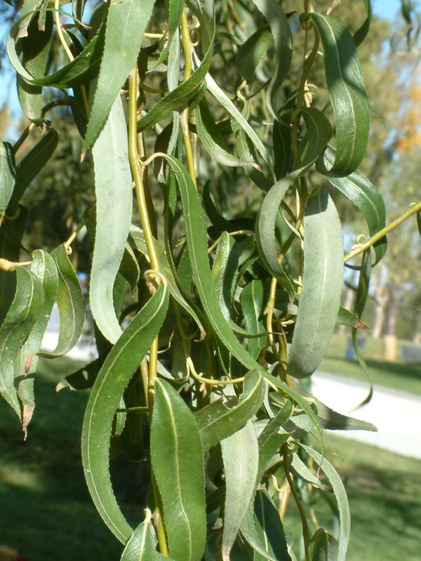 龙爪柳扦插种植技术详解