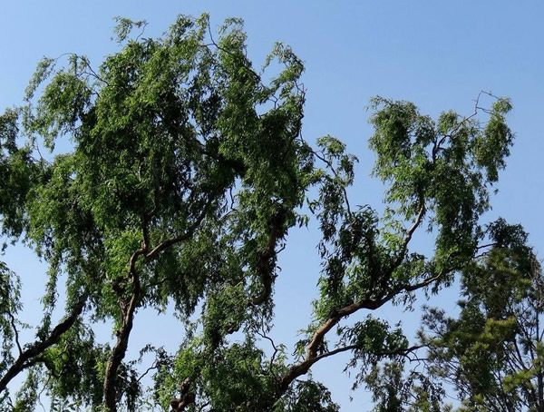 龙爪柳如何养护？