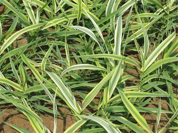 水葱功效有哪些？如何防治水葱？