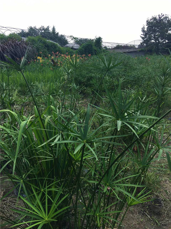 水竹如何？水竹有什么好处？