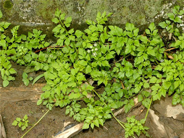 怎么种水芹？水芹多久成熟？