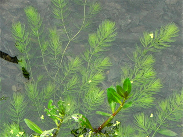 如何饲养金鱼藻？金鱼藻是什么植物？