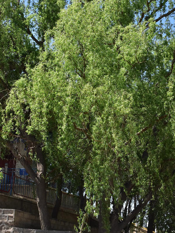 龙爪柳的形态特征是怎样的？