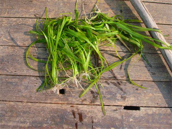 苦草是什么？苦草有什么作用？