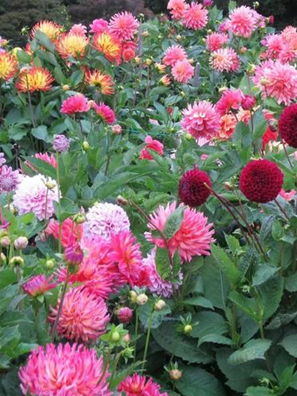 福寿花种植方法和时间详解