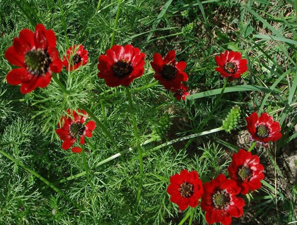 长势很好的福寿花为什么不开花？