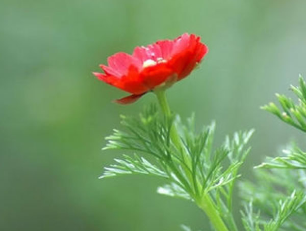 福寿花叶子发黄了是什么原因？