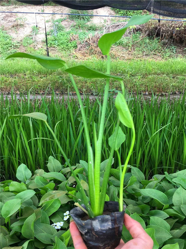 慈菇有哪些病害？慈菇有什么营养价值？