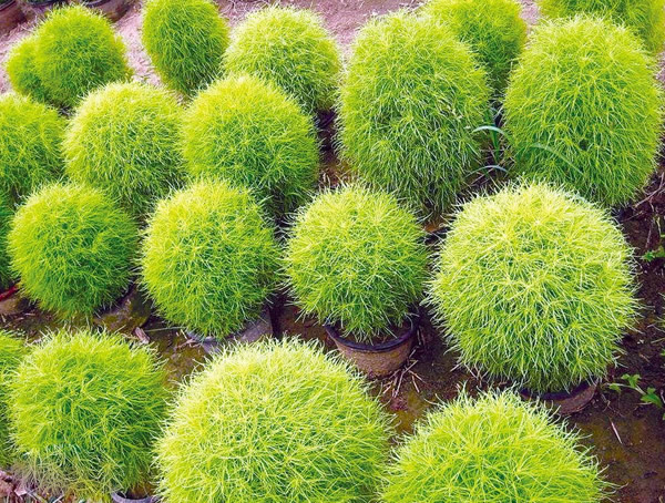 扫帚草的功效与作用有哪些？