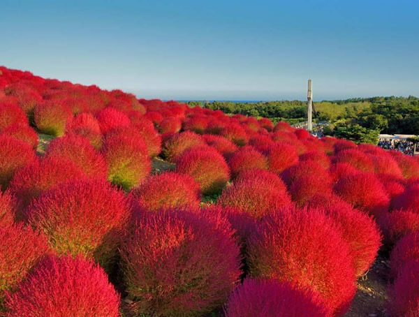 扫帚草秋天会变色吗？