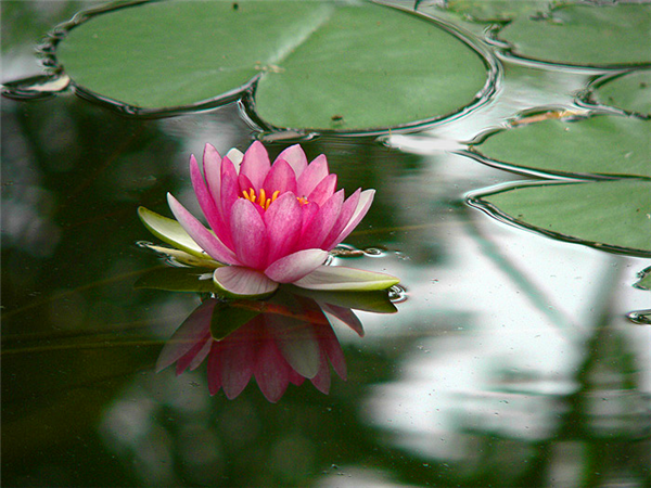 睡莲有哪些特点？睡莲品种有哪些？