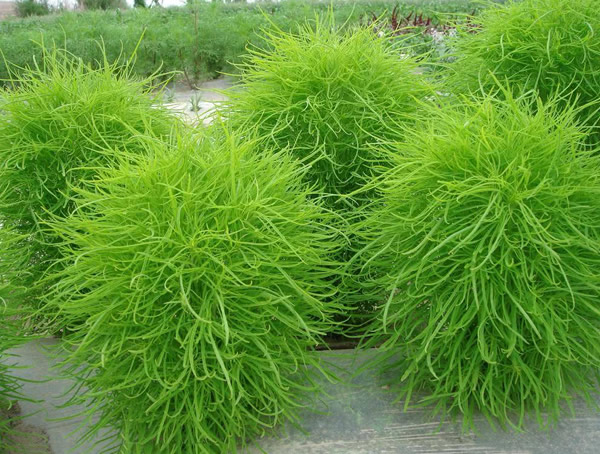 扫帚草是风滚草吗？