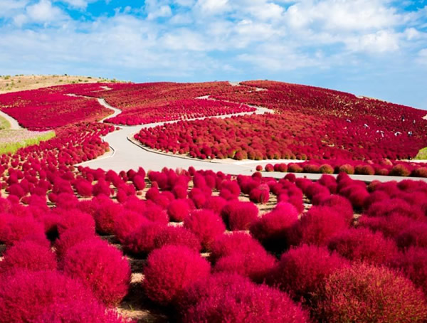 扫帚草可以吃吗？