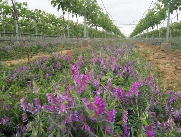 毛苕子种植时间是什么时候？