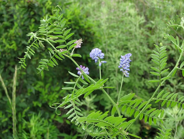 毛苕子的用途有哪些？功效与作用是什么？