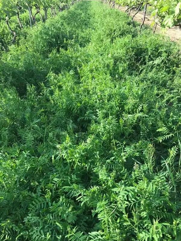 毛苕子的特点有哪些？