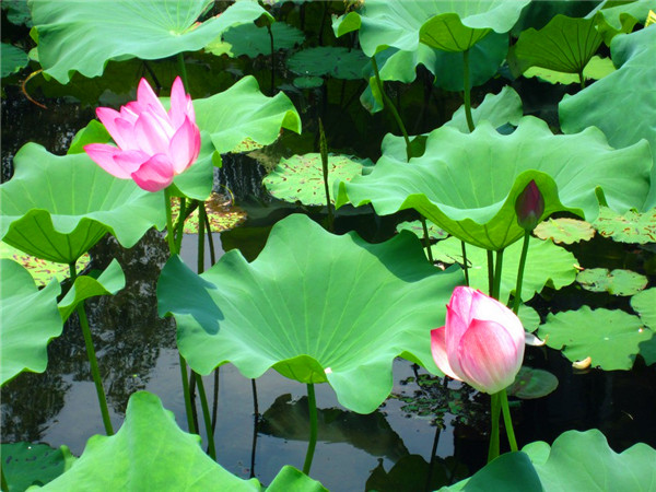 荷花为什么叫荷花？如何种植、养护荷花？