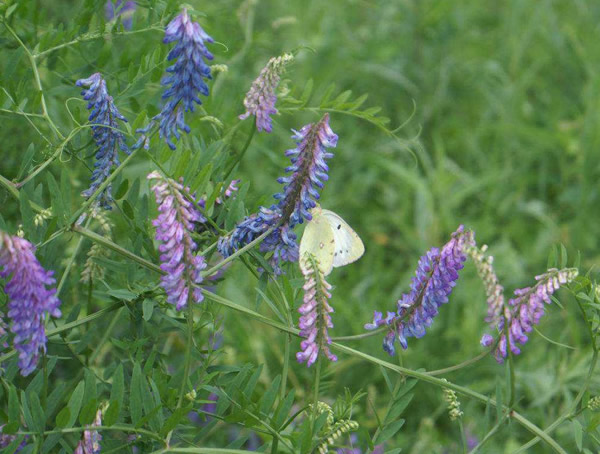 毛苕子种植方法有哪些？