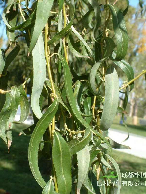 龙爪柳扦插种植技术详解