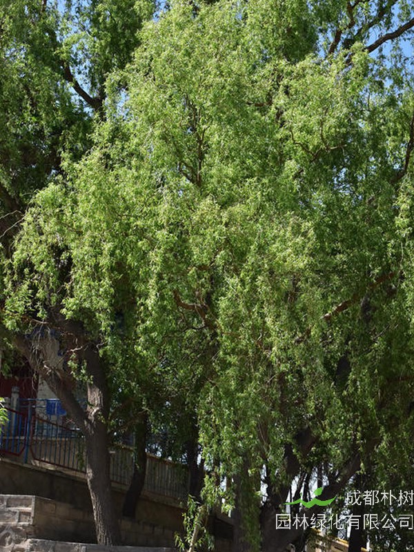 龙爪柳的形态特征是怎样的？