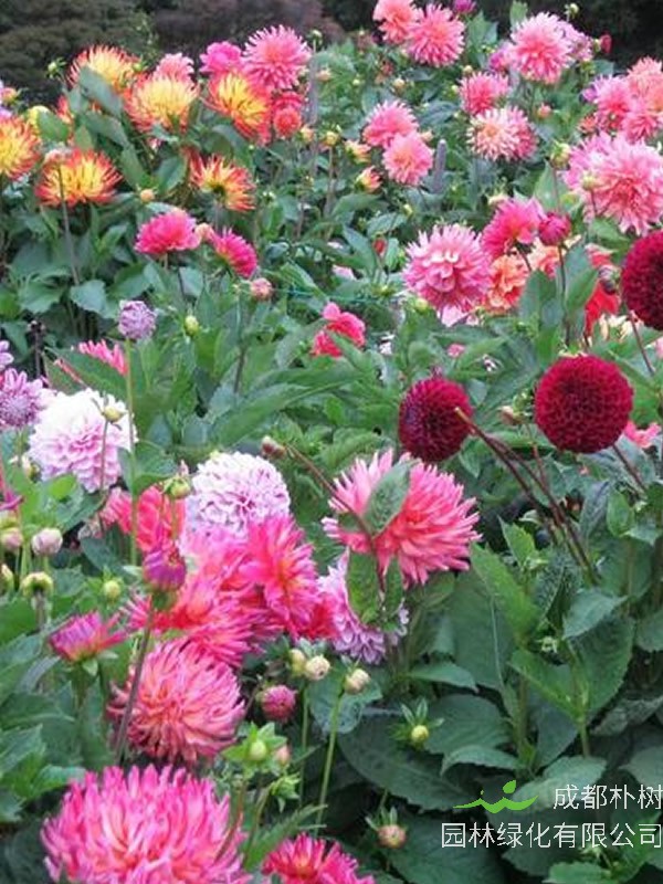 福寿花种植方法和时间详解