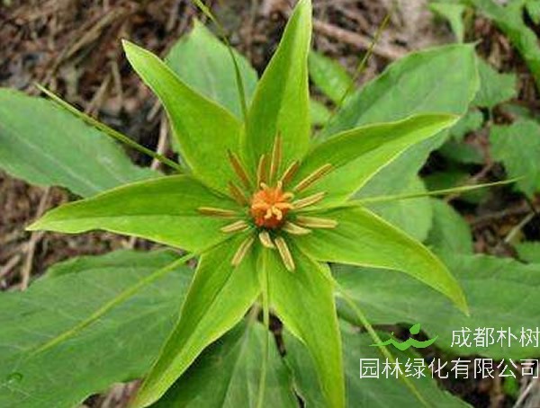 华重楼的功效与作用有哪些？